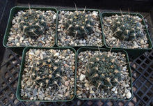 Load image into Gallery viewer, Gymnocalycium schroederianum
