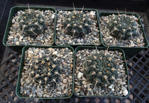 Gymnocalycium schroederianum