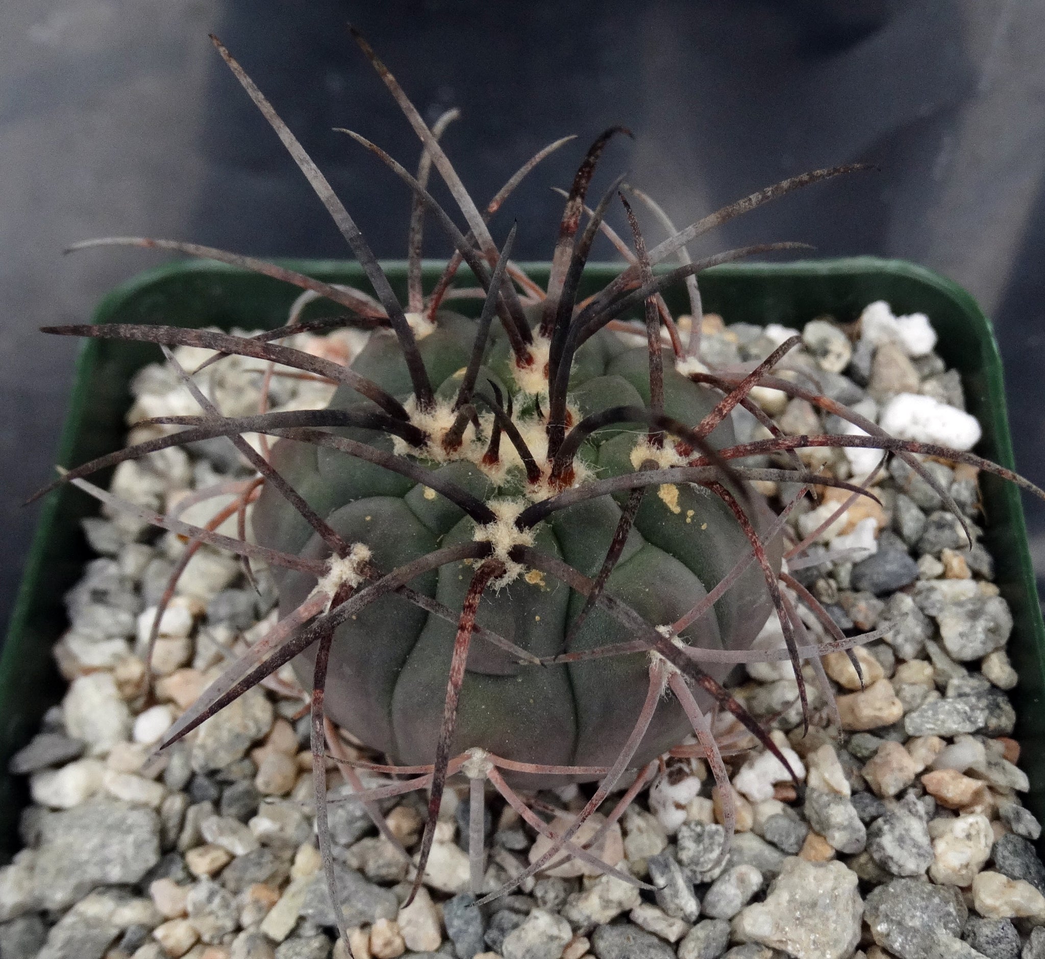 Gymnocalycium spegazzinii v. armatum – Kyle's Plants