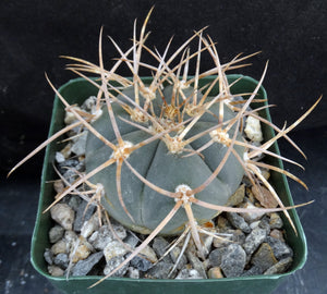 Gymnocalycium cardenasianum