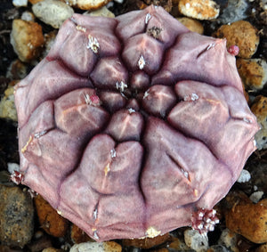 Gymnocalycium 'Daydream'