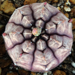 Gymnocalycium 'Daydream'