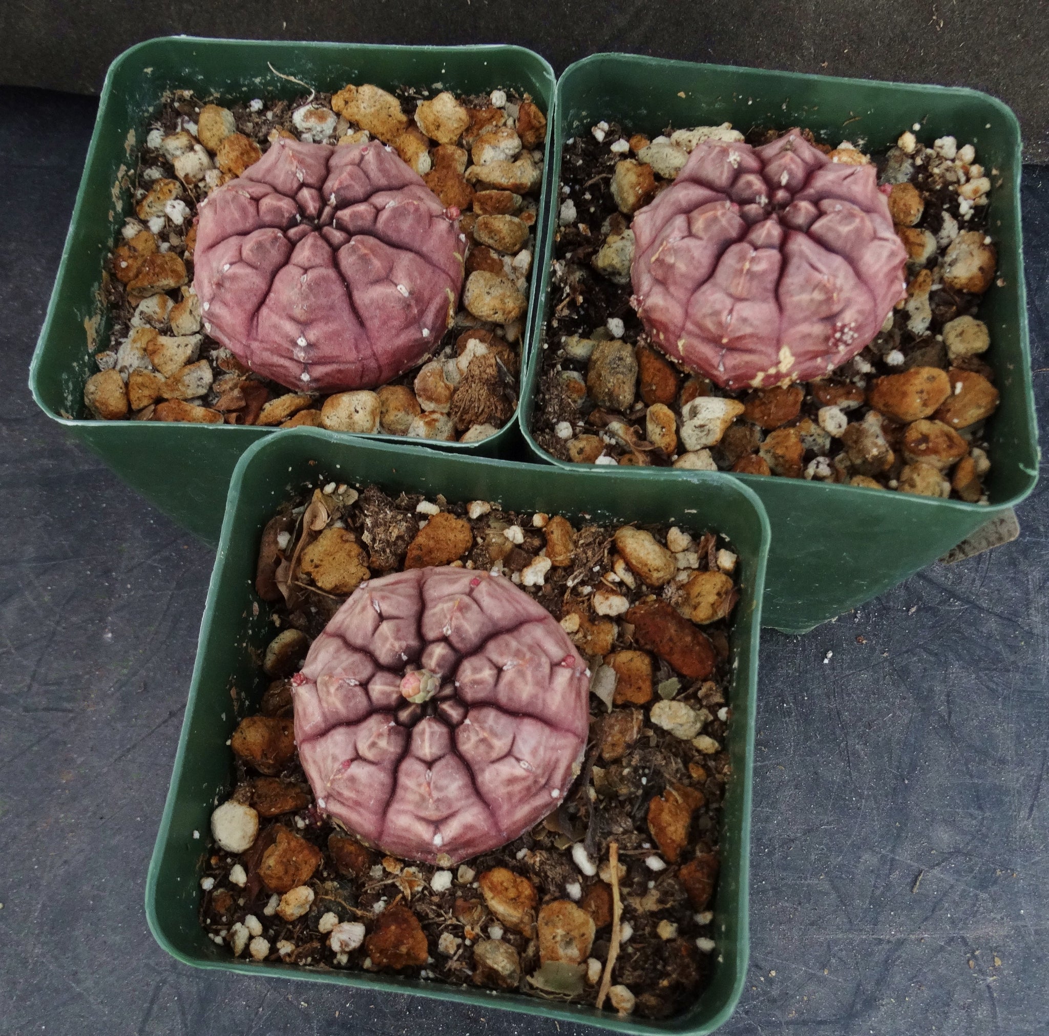 daydream succulent Gymnocalycium 'Daydream' – Kyle's Plants