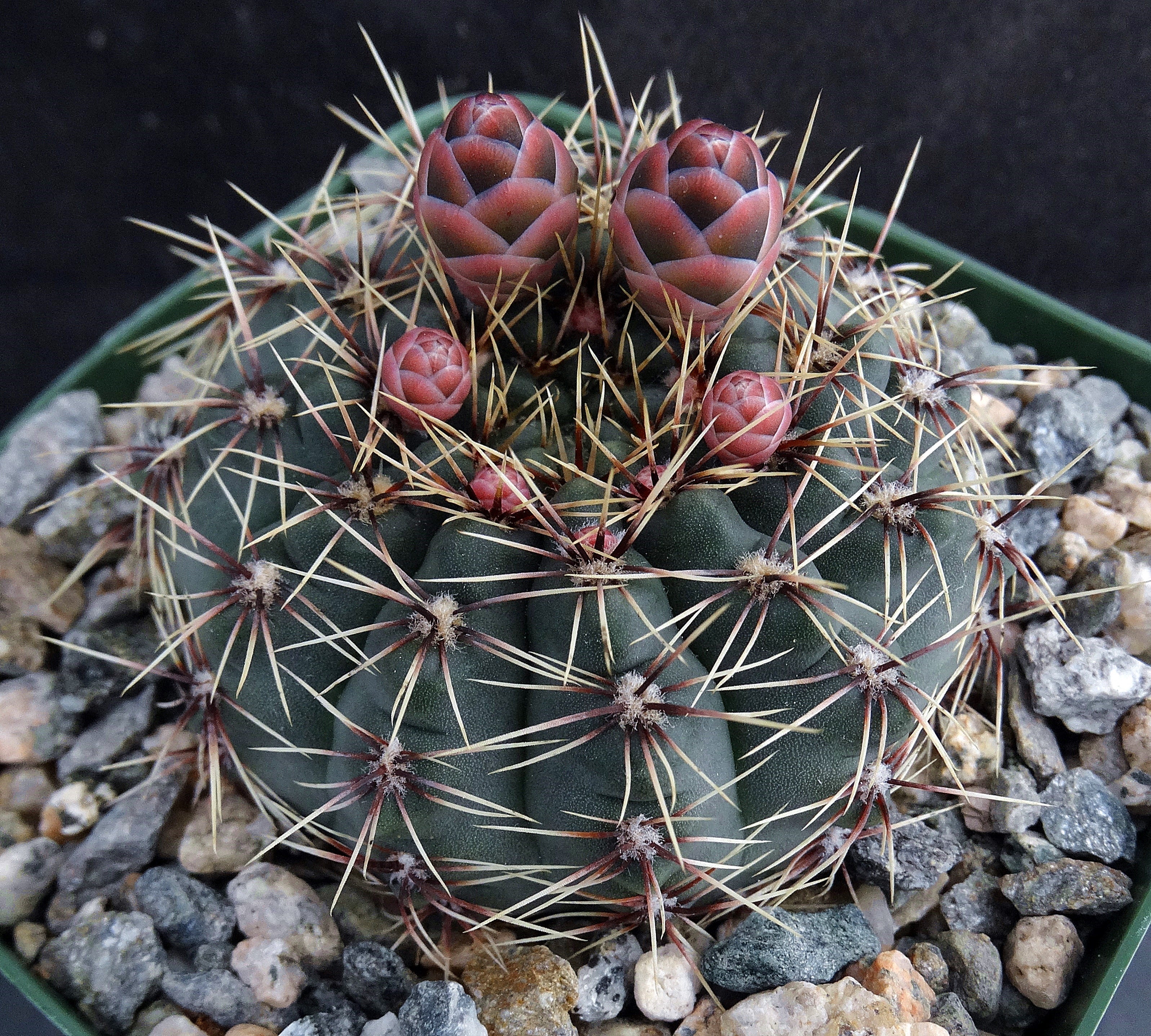 Gymnocalycium erinaceum