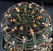 Load image into Gallery viewer, Gymnocalycium marsoneri
