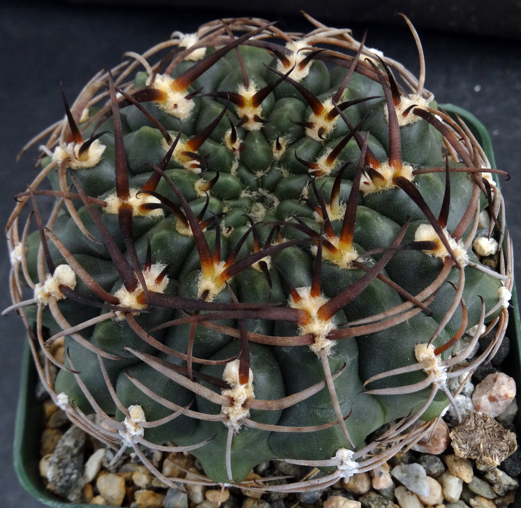 Gymnocalycium marsoneri