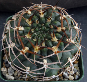 Gymnocalycium marsoneri