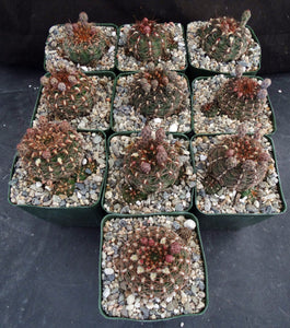 Gymnocalycium mesopotamicum *Heavy clumping cactus w/ red-pink spines*