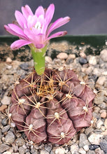 Load image into Gallery viewer, Gymnocalycium damsii v. tucavocense *Little pink cactus*
