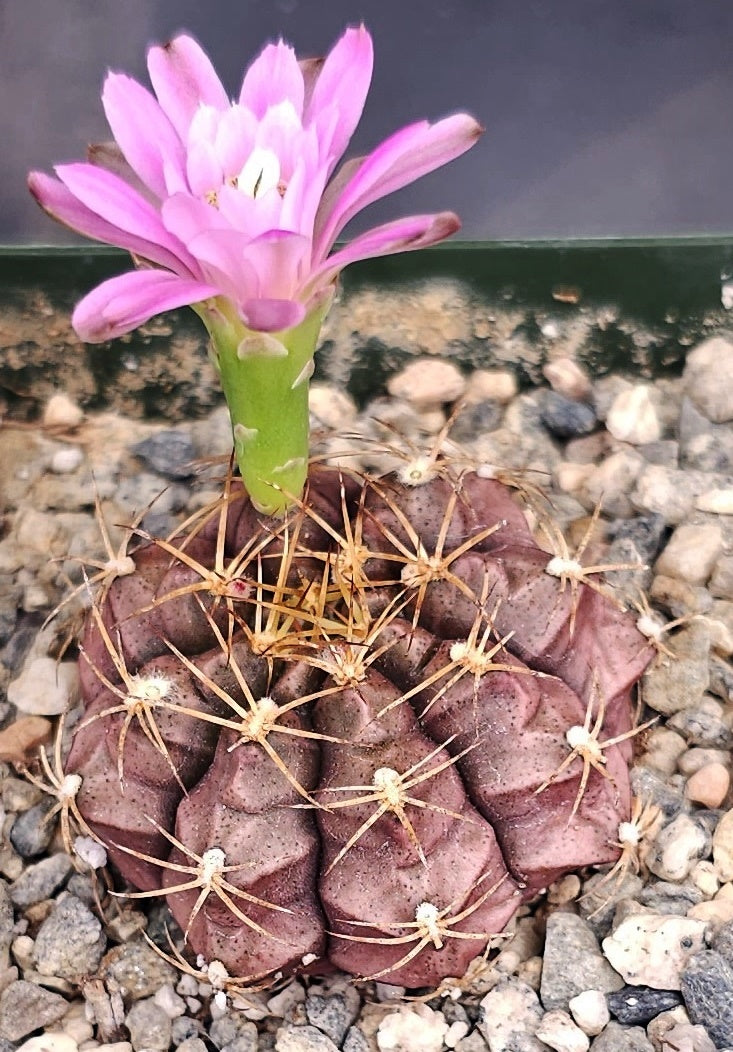 Gymnocalycium damsii v. tucavocense *Little pink cactus*