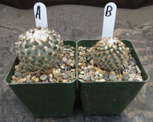 Load image into Gallery viewer, Gymnocactus ysabelae
