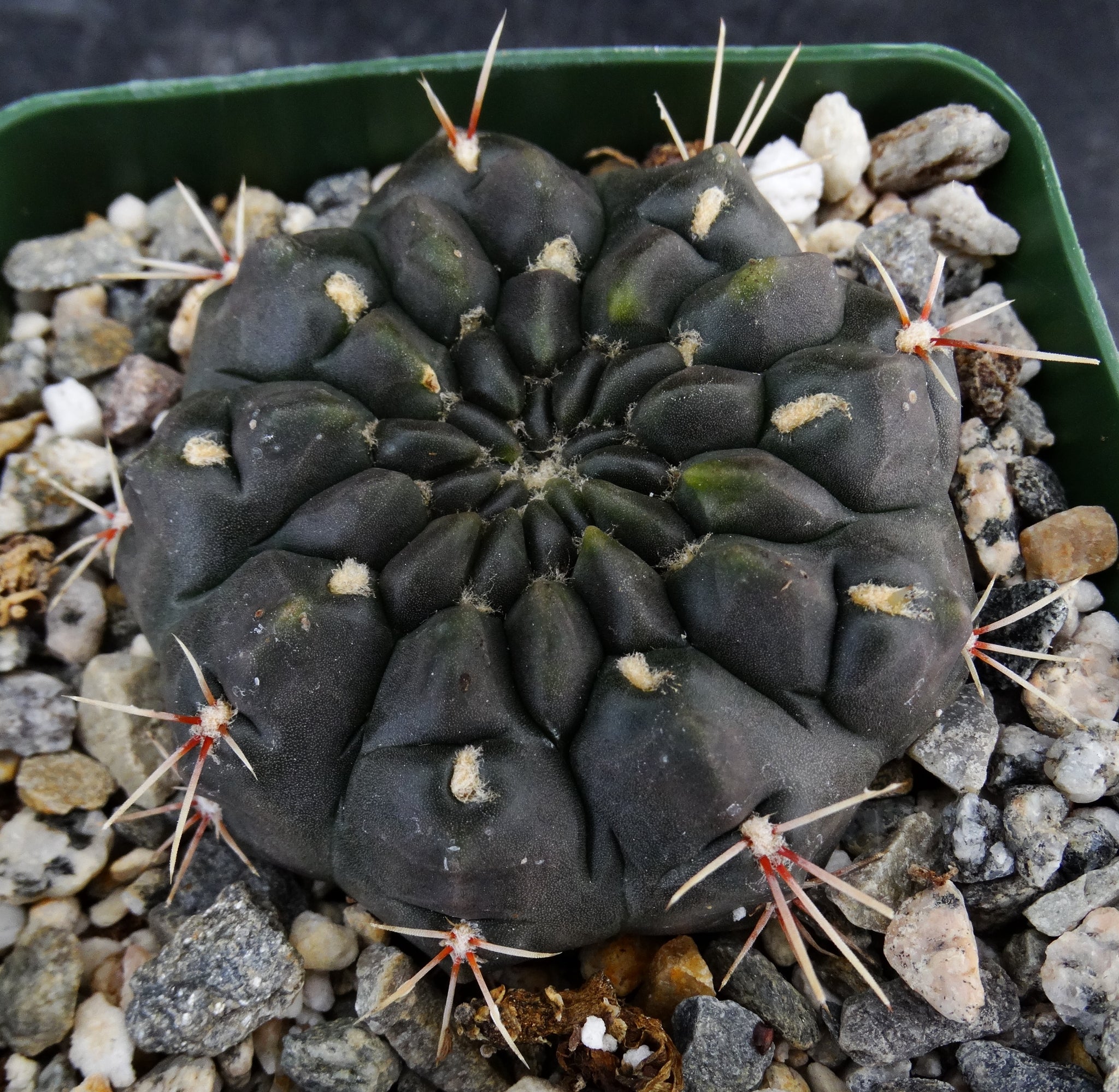 Gymnocalycium leeanum (aka reductum) – Kyle's Plants