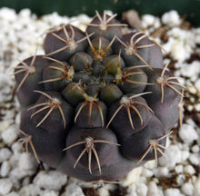 Load image into Gallery viewer, Gymnocalycium robustum *Purple black cactus w/ great spines*
