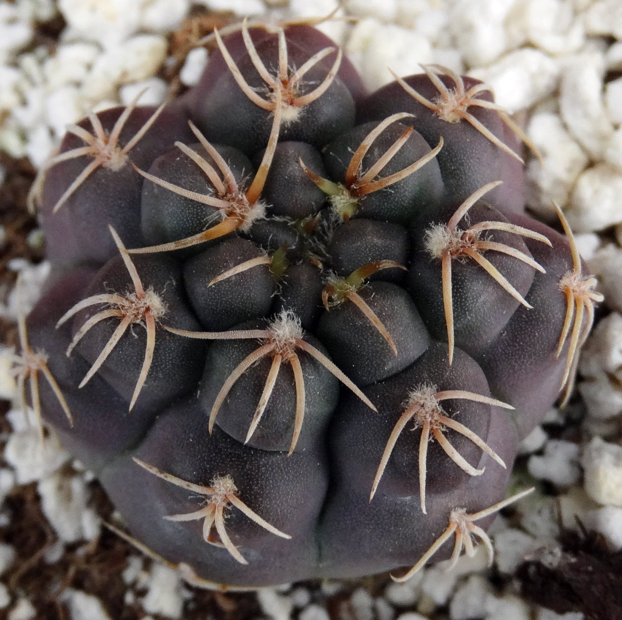 Gymnocalycium robustum *Purple black cactus w/ great spines*
