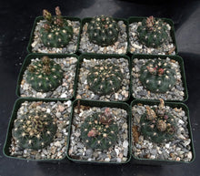 Load image into Gallery viewer, Gymnocalycium schatzlianum
