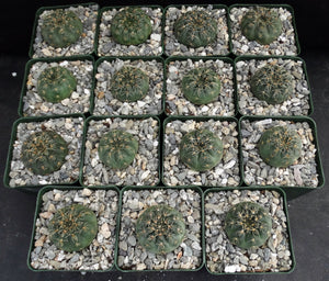 Gymnocalycium schickendantzii