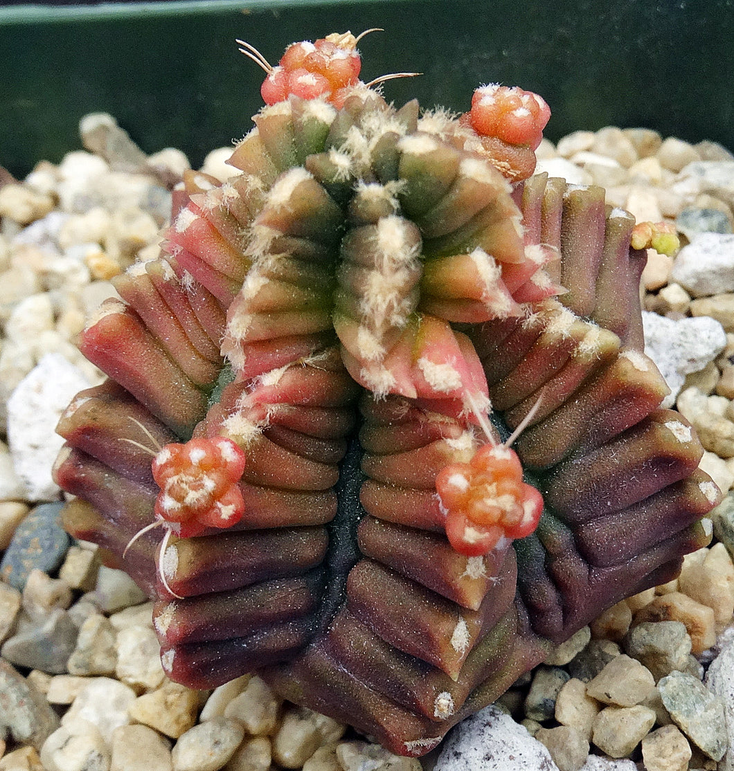 Gymnocalycium 'Transformer' *Monstrose*