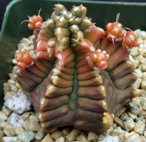 Gymnocalycium 'Transformer' *Monstrose*