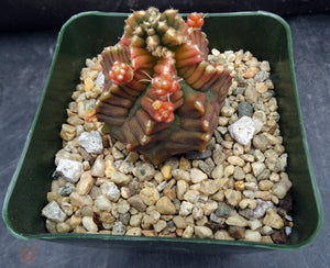 Gymnocalycium 'Transformer' *Monstrose*