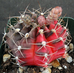 Gymnocalycium friedrichii Variegata Variegated (A)