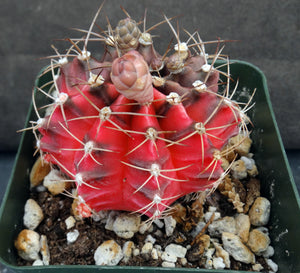 Gymnocalycium friedrichii Variegata Variegated (A)