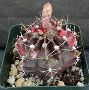 Gymnocalycium friedrichii Variegata Variegated (A)