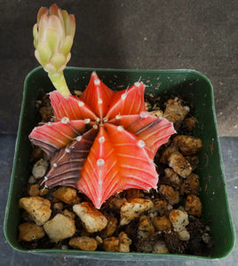 Gymnocalycium friedrichii Agua Dulce LB2178 Variegated (B)