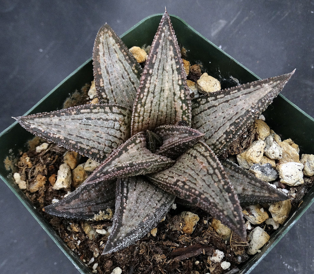 kyte succulent Haworthia 'Kintaikyo' – Kyle's Plants