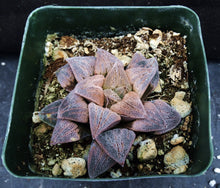 Load image into Gallery viewer, Haworthia cv. &#39;Anika&#39; Pink Korean Hybrid!
