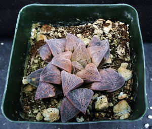 Haworthia cv. 'Anika' Pink Korean Hybrid!