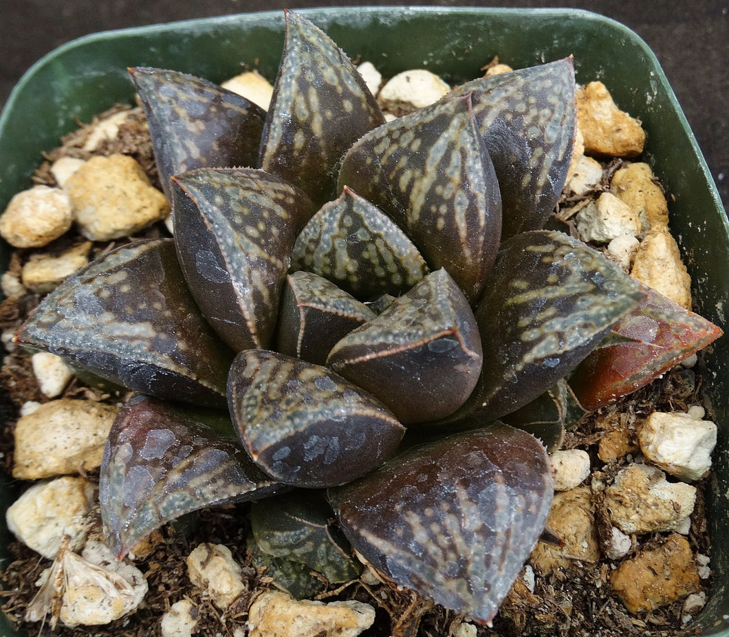 korean hybrid succulents Haworthia cv. 'Atrox' Korean Hybrid – Kyle's Plants