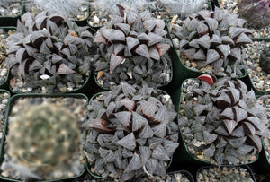 Haworthia emelyae *Big Clumps*