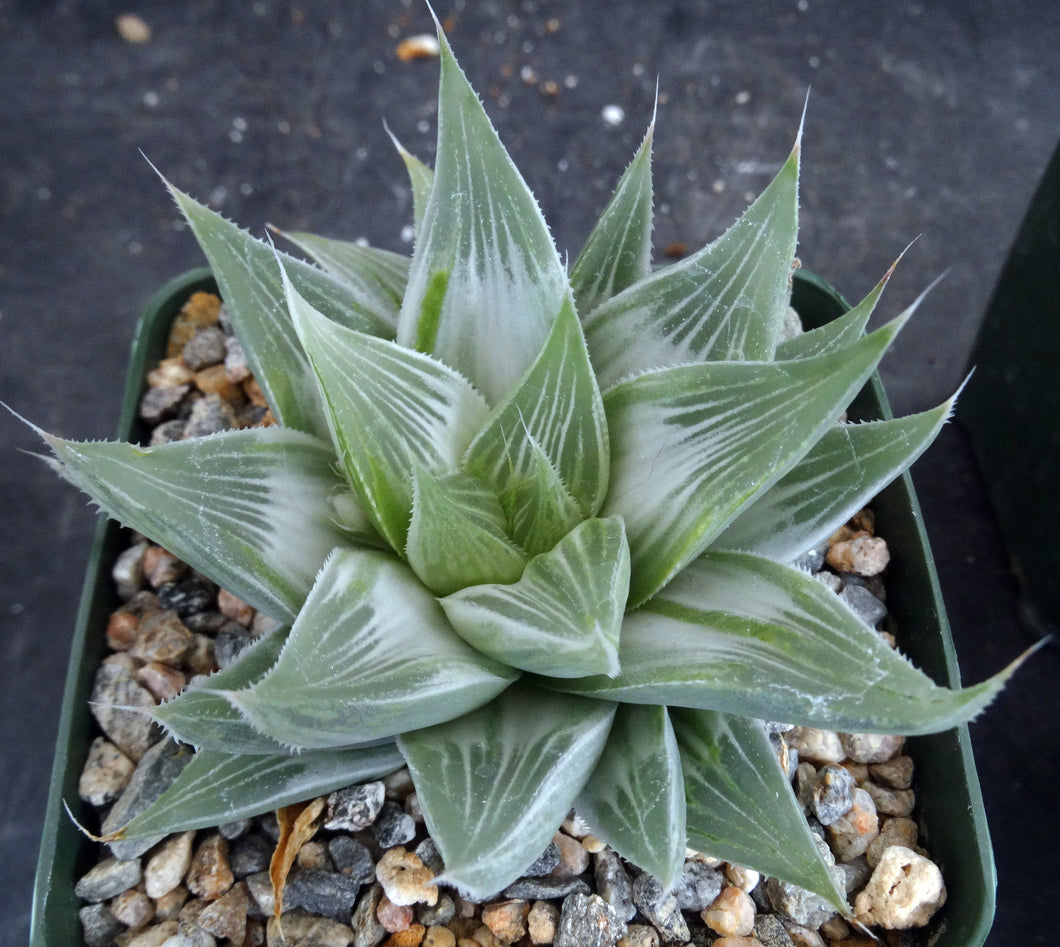 Haworthia 'Gray Ghost'