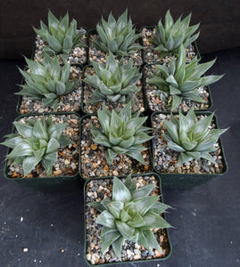 Haworthia 'Gray Ghost'