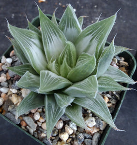 Haworthia 'Gray Ghost'