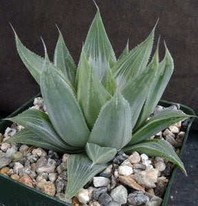 Haworthia 'Gray Ghost'