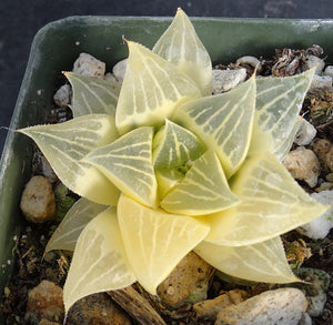 Haworthia retusa 'variegata' Variegated