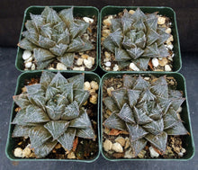 Load image into Gallery viewer, Haworthia x &#39;Musin&#39; *Korean Hybrid*
