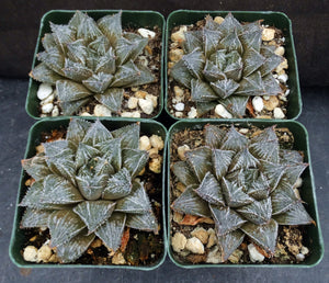 Haworthia x 'Musin' *Korean Hybrid*