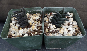 Haworthia nigra *Black Leaves*