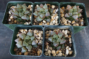 Haworthia pygmaea