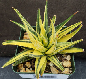 Haworthia radula 'variegata' Variegated