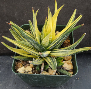 Haworthia radula 'variegata' Variegated