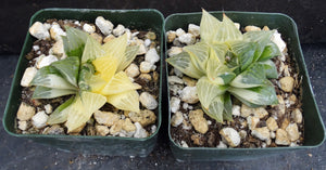 Haworthia retusus 'variegata' Variegated