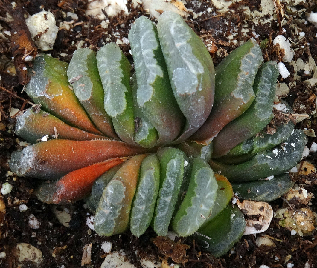 Haworthia truncata