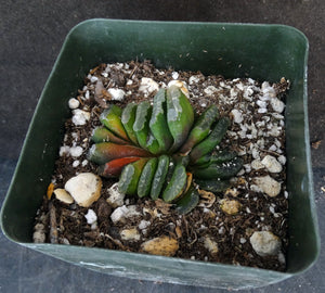 Haworthia truncata