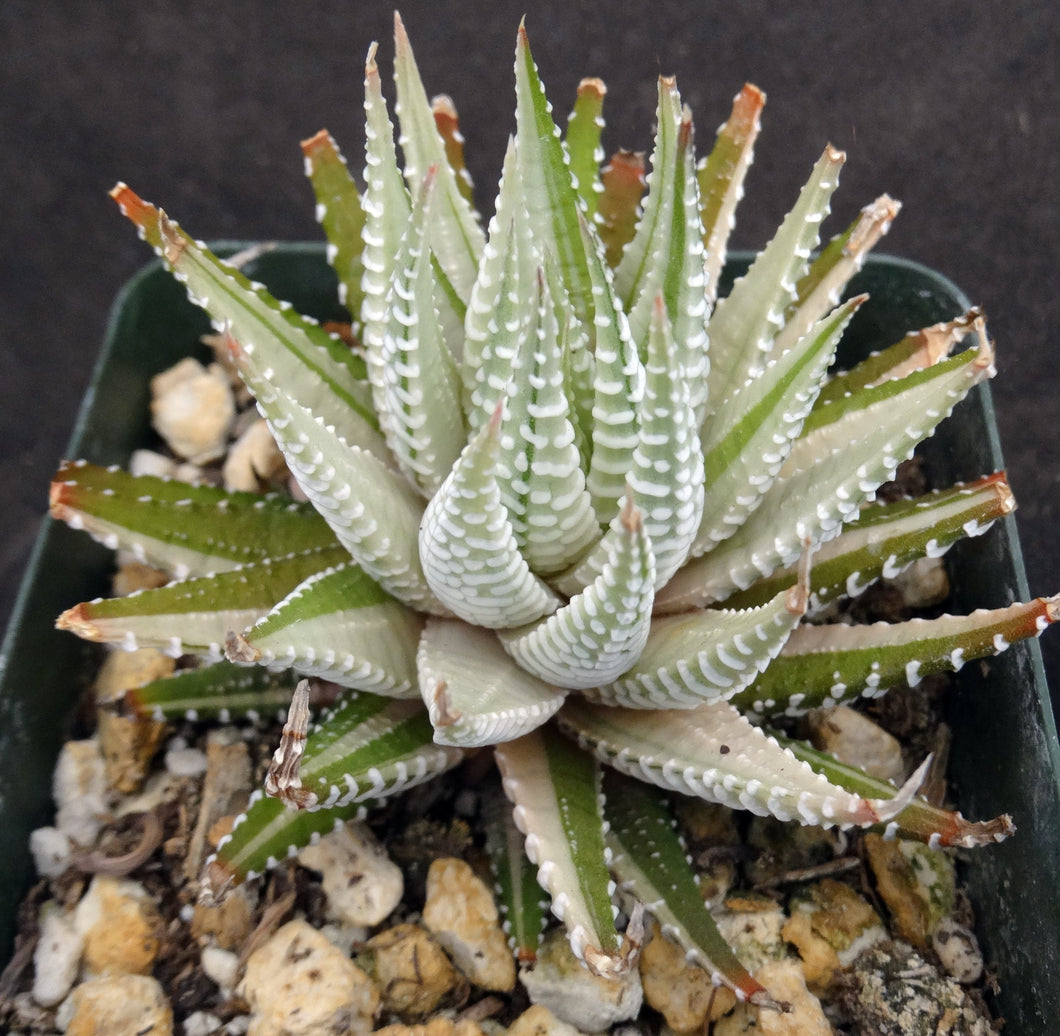 white striped succulent Haworthia fasciata 'variegata' White Variegated – Kyle's Plants