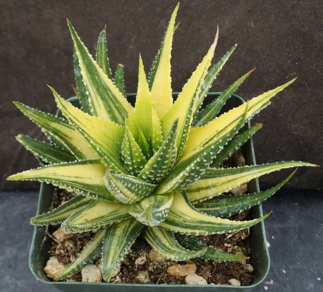 Haworthia fasciata 'variegata' Yellow Variegated