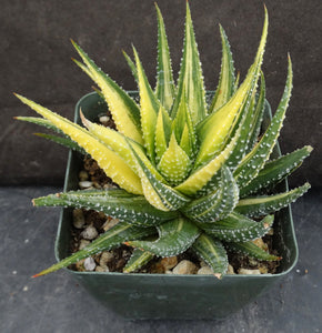 Haworthia fasciata 'variegata' Yellow Variegated