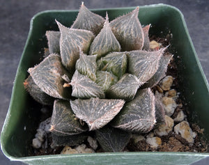 Haworthia venusta *Hairy Leaves!*